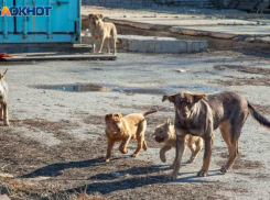 Аукцион на отлов бродячих животных в Волжском сорван