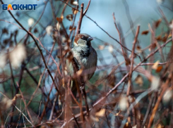 Пасмурно и без осадков будет в Волжском: прогноз погоды на субботу