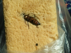 Хлеб с сюпризом: волгоградка купила буханку с тараканом