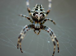 Под Волгоградом в ловушки попали 500 пауков 30 видов