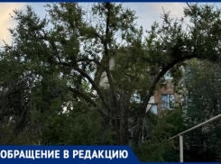 В Волжском активные жители не могут добиться спила опасного дерева у детской площадки