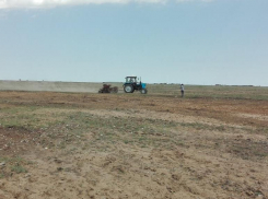 В Среднеахтубинском районе высадят почти 3 тысячи сеянцев дуба черешчатого