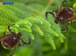 Волжанам рассказали как обезопасить себя от клещей 