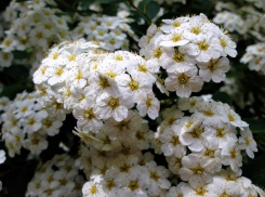 С обычной Вангутта справится даже ребенок