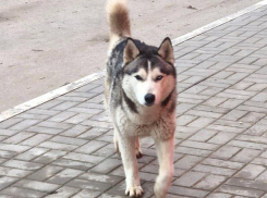 Хаски с гетерохромией каждую ночь приходит к супермаркету в Волжском в поисках еды и хозяина