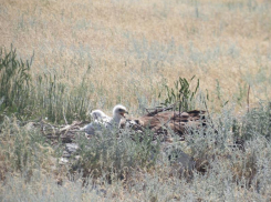В волгоградском нацпарке «Эльтонский» зафиксирован бэби-бум среди редких хищников