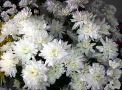 Волгоградцы смогут посетить уникальный цветочный бал