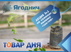 Товар дня! 3+1 на саженцы ежевики в «Ягодниче»