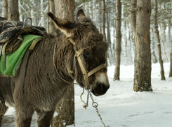 Погода в Волжском заставит грустить не только осликов