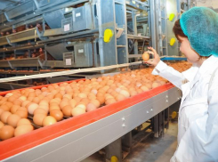 Волжская птицефабрика успешно процветает