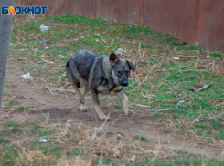 10-летнюю девочку под Волжским растерзала собака: ребенок находится в больнице