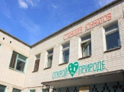 Юные натуралисты из Волжского покорили жюри на экологическом празднике