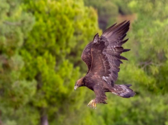 Настоящие орлы живут в Волгоградской области 