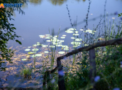 В волжские лесные массивы ни пройти, ни проехать: запрет продлен
