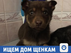 Ищем дом милым малышам в Волжском