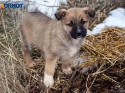 В Волжском выделят средства на решение вопроса с бездомными собаками