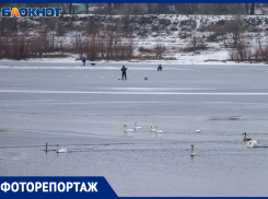 На тонком льду: как птицы и рыбаки проводят зиму на Ахтубе