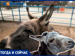 Яшку поменяли на Гришку: как меняются ослы в волжском зоодворике