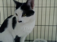 В Волгограде брошенный кот неделю прождал хозяина на дереве