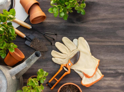 Дачный сезон стартовал: в преддверии майских праздников жители Волгоградской области стали на 197% чаще заказывать услуги для благоустройства участков