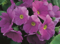 Из-за теплой зимы в ботаническом саду Волжского раньше времени зацвели первоцветы