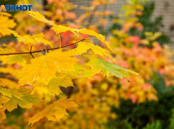 Около 2,5 тысяч молодых деревьев высадили в Волжском