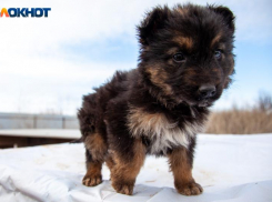 Почти 10 000 укусов: Волгоградская область столкнулась с ростом нападений животных