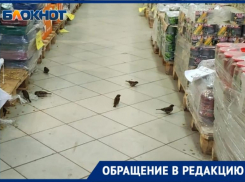 «Птицы в волжском «Маяке» испражняются на головы покупателей и продукты»: видео