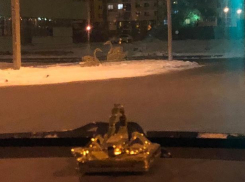 Любимые фигуры лебедей заброшены мэрией, - волжанка