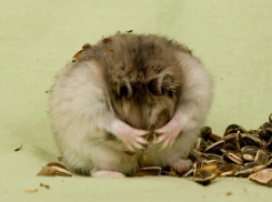 Агрессивный карбыш проживает в окрестностях Волжского