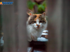Жителям Волжского напомнили о профилактике бешенства
