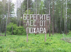 Волжанам рекомендуют воздержаться от посещения лесов