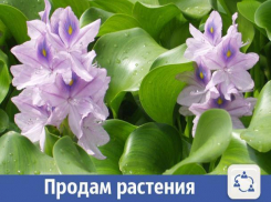 Прекрасные плавающие растения продают в Волжском