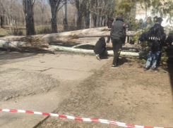 Сильный ураган сносит деревья в Волжском: видео