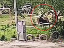 В Волгограде сосед избил пенсионерку из-за места на лавочке: видео