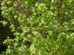 В Волгоградской области объявили войну пяти опасным растениям: список 