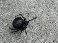 Черная вдова и каракут: какие ядовитые пауки водятся в Волжском