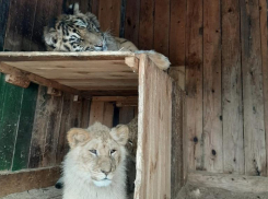 Голодная самоизоляция: передвижной зоопарк застрял в Волгоградской области без еды
