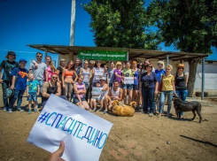 Истерика с выселением приюта для бездомных животных «Дино» оказалась напрасной