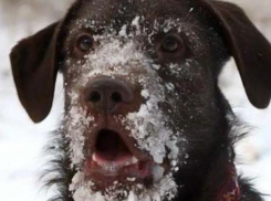 Немного снега пообещали волжанам в день благодарности