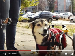 Независимый режиссер снял пронзительный фильм о жизни бездомных псов Волгограда и Волжского