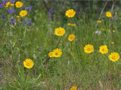Пупавка красильная засоряет поля Волжского красивыми цветами