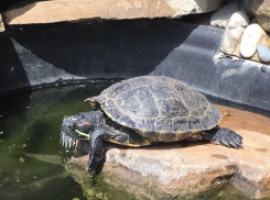 Необычная пропажа: у волжан исчезла черепаха 