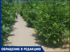 «Город зарос, как джунгли - не даром змеи ползут», - волжанка