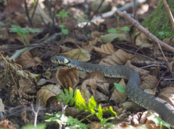 День Артамона Змеевика обещает быть солнечным