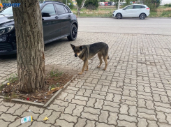Близ Волжского бездомная собака напала на 14-летнего ребенка