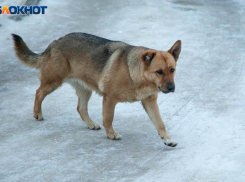 В Волжском отловят собак на 2 миллиона рублей