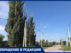 «Нависают над дорогой и могут покалечить людей», - волжанка о сухостое