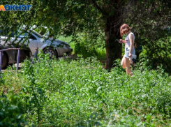 Зарастет ли Волжский травой: что администрация говорит о покосе