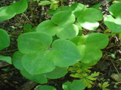 Копытень прячет зеленые листья под снегом 